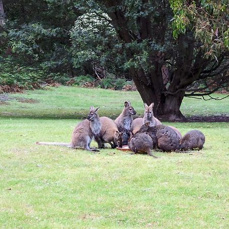 Hotel Base Camp Tasmania New Norfolk Exterior foto